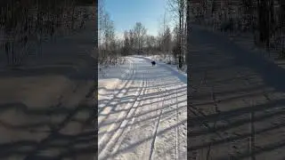 Канадский волк - гибрид.12 января 2026