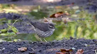 Northern waterthrush feeding and walking behavior