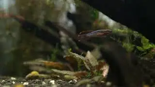 A Male Two Stripe Lyretail Killifish(Aphyosemion bivittatum 'Funge')