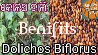 🥒🫛🍃କୋଳଥ ଡାଲି // Dolichos Biflorus Dal // Dolichos Biflorus plant 🌵//Dolichos Biflorus Seed🤌