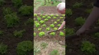 Gardening Workout 💪