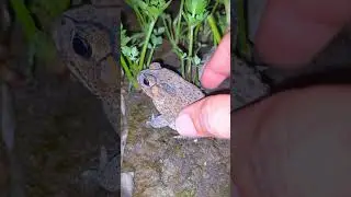 Frog catching funny shorts 🤣 #frog #funny #shorts