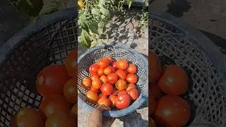 Massive harvest of organic tomatoes from terrace garden #vegetablegardening #harvesting #tomatoes
