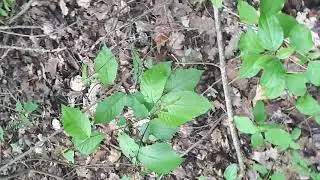 Calocybe gambosa m&aacute;jusi pereszke