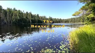 The Beaver Pond Trail in Algonquin Park close to Killarney Lodge