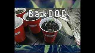 Pressah Mon-Next Grow - Blue Ice & Black D.O.G.