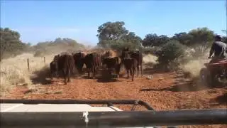 Working on an Australian Cattle Station
