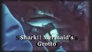 Diving Mermaid's Grotto... Shark sighting!