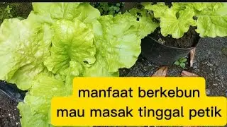 Kebun belakang rumah cekk ... Cari sayuran yang bisa dimasak ...
