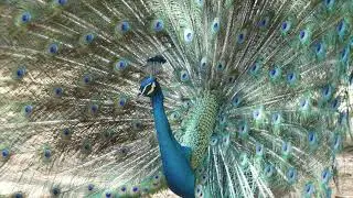Peacock Tail Feathers ( no Copyright Free 4k Videos )