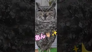 【1/24】① アビシニアンワシミミズクの「あん🦉」