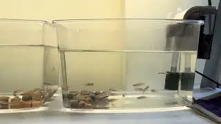 260118-1-斑馬魚示範缸平平安安