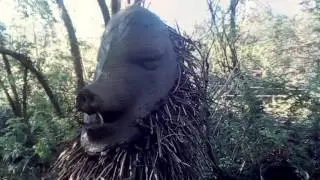 the boar totem