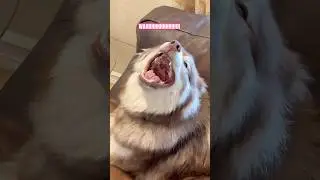 Sound da siren 🚨🚨🚨 #husky #siberianhusky #howlingdog #funnydogs #siren #dogs #huskydog #shorts