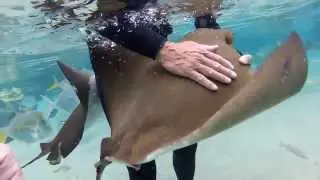 Sting Rays Ate My Camera At Discovery Cove Orlando!!!