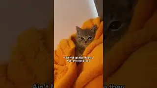 Never thought I'd experience a kitten fighting it's sleep