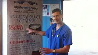 Whelping Bitches and Pregnant Cats FREE Client Event Clyde Vet Group