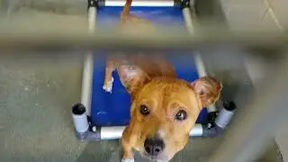 acs A672481