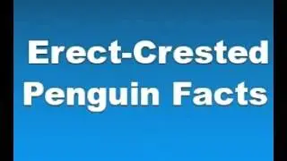 Erect Crested Penguin Facts   Facts About Erect Crested Penguins