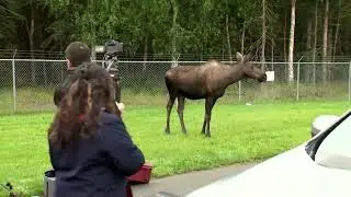 Wild moose and bear roam outside Trump-Putin summit venue | REUTERS
