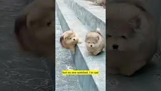 Tiny paws, big heart   notice me #pet #adorable #viral