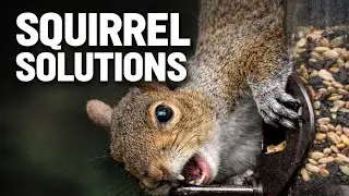 The Only Squirrel Solutions That Actually Worked for Me