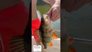 Rokas i&scaron;bandinėja naują temą😱  