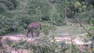 Bush Camp Walking Safari in Sri Lanka - at Tree Tops Jungle Lodge