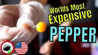 The World's Most Expensive Pepper - Charapita & Chili Tepin