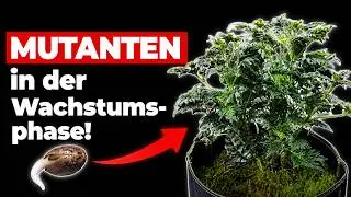 Samen bis zur Ernte - Mutanten in Living Soil - Teil 1 Wachstumsphase 100% organischer Anbau