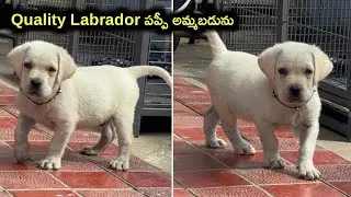 quality Labrador puppy for sale in telugu/99633 17193 /aj pets
