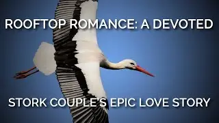 Rooftop Romance: A Devoted Stork Couple&rsquo;s Epic Love Story