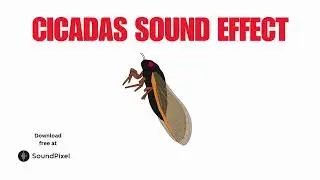 Cicadas Ambience Sound Effect | Free Download Copyright Free