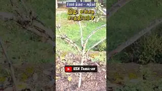 How is it possible? #tamilsciencechannel  #tamilscience #usatamil-an #plantbiology