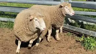 Poll Dorset Rams BR