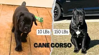Cane Corso Transformation from 1 month to 26 Months  #canecorso #dogs #animalplanet