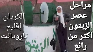 مراحل عصر زيت الزيتون أكثر من رائع
