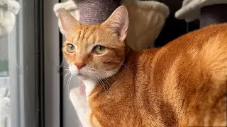 Ekekeke! Cat hears birds outside 😺