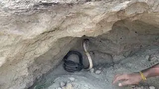 Venomous Black Cobra With fully Attack on Human Trick to catch this snake 