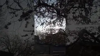 blossoming cherry tree spring 2022