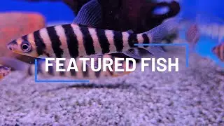 A Fish That's Dressed Like a Zebra: Banded Leporinus