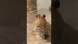 Mudskippers can blink! #aquariumfun #aquarium #mudskipper