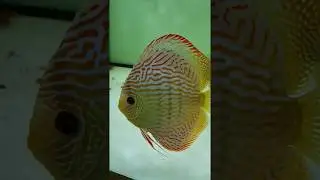 Red Turquoise Discus , Top Quality. Thanks Andreas Falkenberg