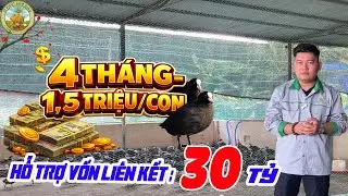 NUÔI 4 THÁNG BÁN 1,5 TRIỆU/CON – 30 TỶ VỐN LIÊN KẾT: VÌ SAO SÂM CẦM ĐƯỢC SĂN ĐÓN? |10 PHÚT LÀM GIÀU