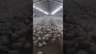 chicken catch now #viral #subscribe