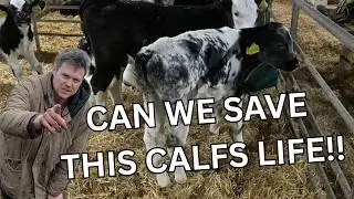 Calf has pneumonia and a small part of the day on farm!