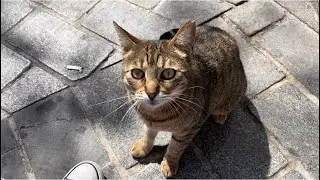 Cat lovers feed cats on the street. This cat has a bad temper and beats the cats that approach it.