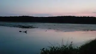 Alligator mating call