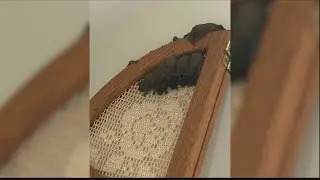 Savannah family dealing with bat-infested home