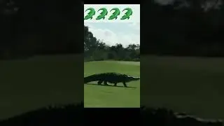 Monster Alligator on golf course | #golf #shorts